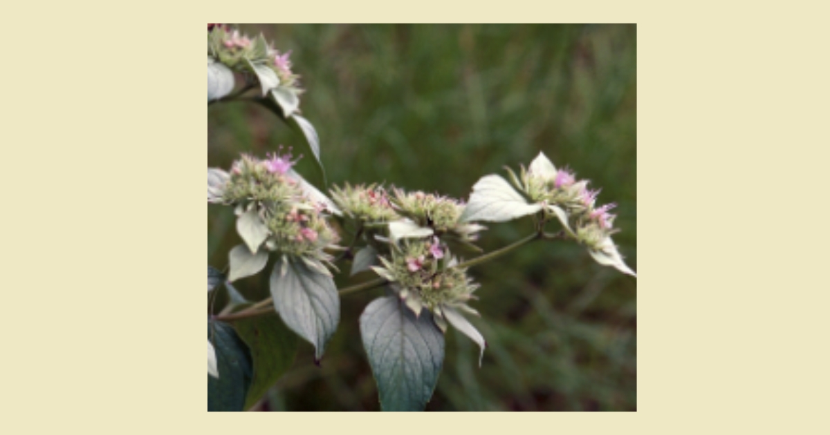 Fig. 7: Pycnanthemum incanum