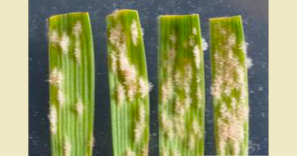 Fig 2: Different growth of powdery mildew on lines with most (left) to least (right) resistance