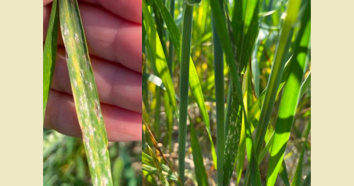 Fig 1: Powdery mildew on wheat leaf (A); Powdery mildew low in the canopy (B)