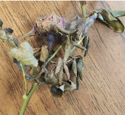 two-spotted spider mite infestation on a rose. Spider mites cause leaf damage and leave behind webbing. Photo credit: Emma Giancola.
