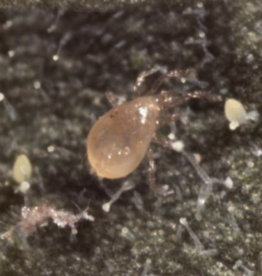 Figure 4 (above): Predatory mite species Amblyseius swirskii. Photo credit: Arbico Organics.