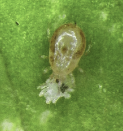Figure 3 (Above): Predatory mite species Neoseiulus californicus feeding on immature spider mite. Photo credit: Eric Palevsky, from "Arthropod Pest Management in Organic Vegetable Greenhouses"