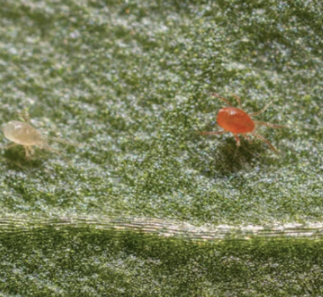 Figure 2 (Above): Predatory mite Phytoseiulus persimilis, used to target spider mites (Tetranychus urticae). Photo credit: Koppert, Spidex Vital