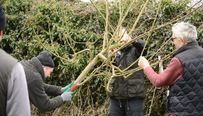 People pruning a tree