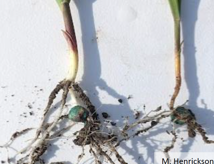 Comparison of corn hypocotyls healthy vs infected