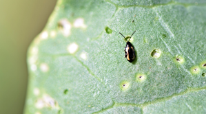 Flea beetle on radish photo courtesy of Gail Hermenau.