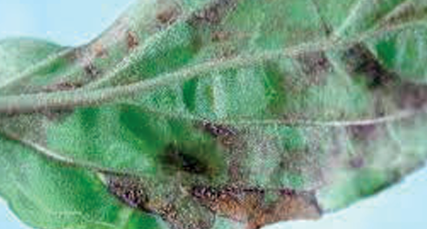 Sage photo courtesy of Gail Hermenau.