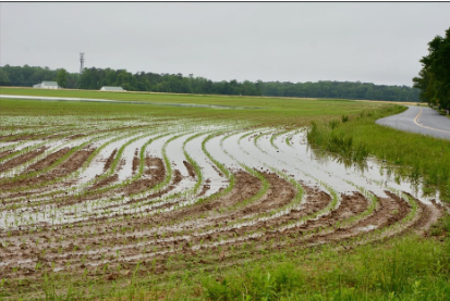 Figure 5. A flooded crop field in Sussex County, Delaware. Photo by Michele Walfred