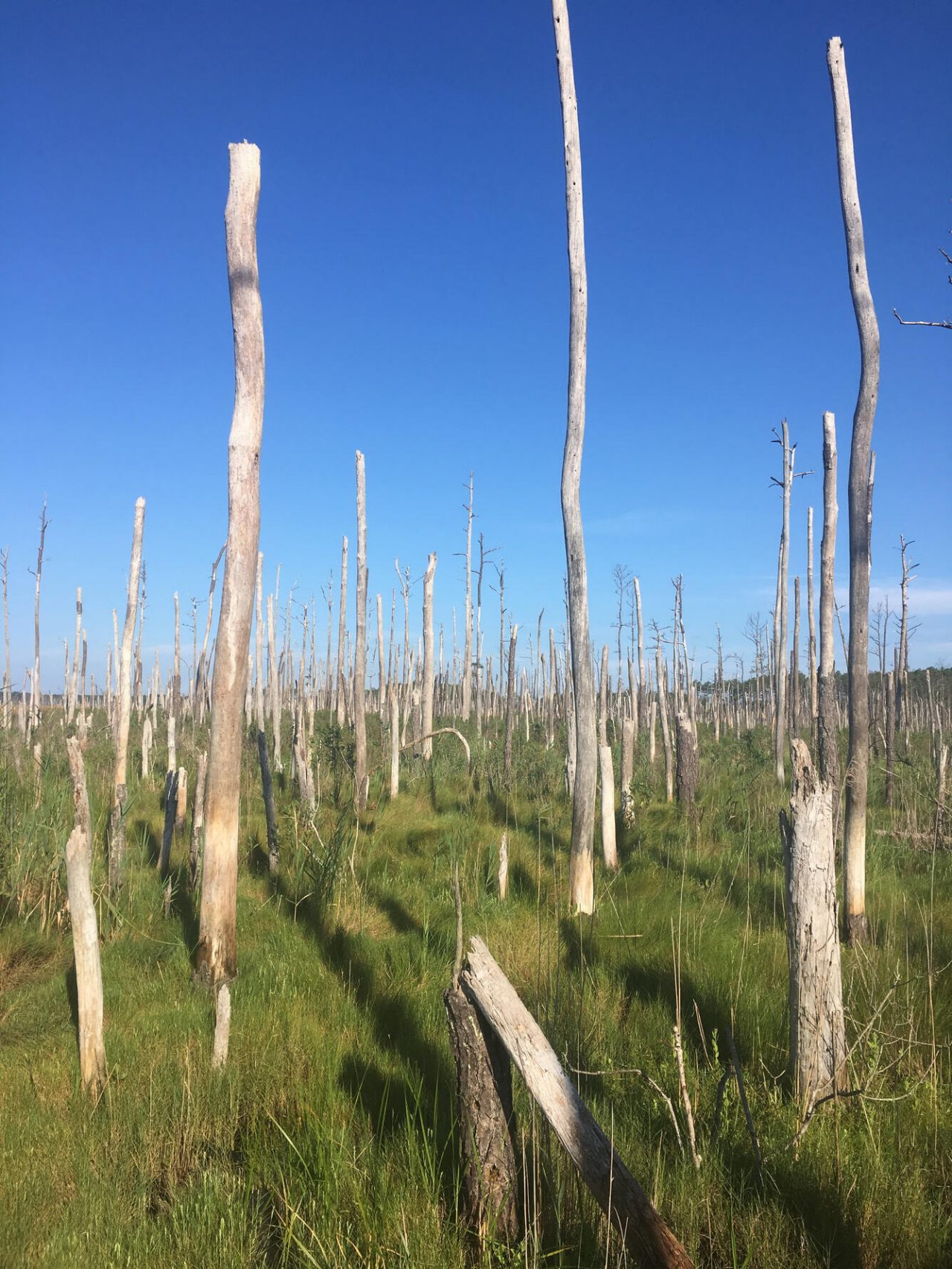 Figure 6. Coastal wetlands in high sediment areas and large tidal range such as the Bay of Fundy have the potential to survive accelerated rates of sea level rise. Courtesy of www.usgs.gov