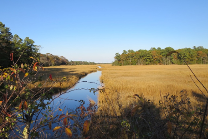 Figure 7. View of a salt marsh and creek located along the Junction and Breakwater Trail near Cape Henlopen State Park. Photo by Art Anderson