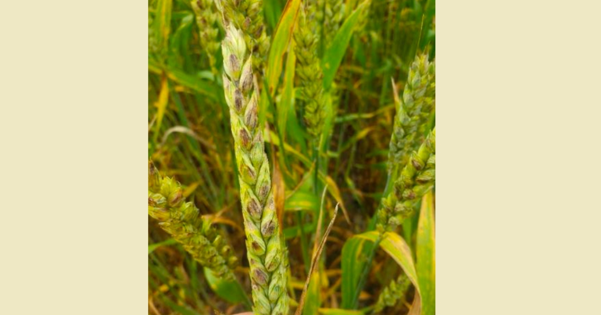 Fig 2: Septoria nodorum blotch (glume blotch) on wheat head