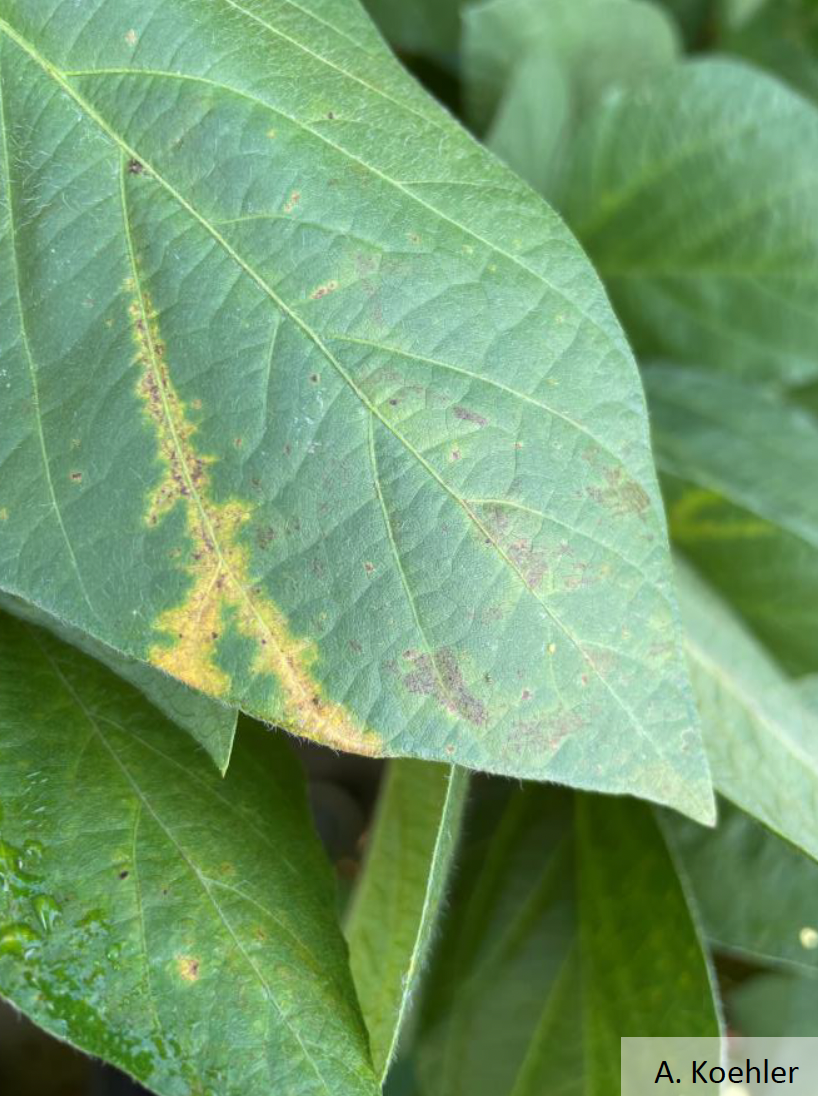 Yellow tissue at leaf vein caused by SVNV
