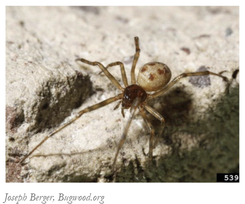 A house spider
