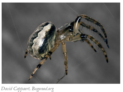 Orb Weaver
