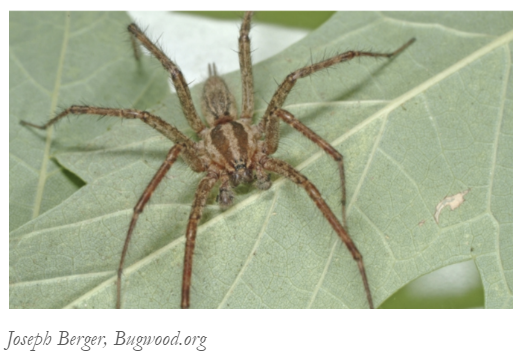 A Grass Spider