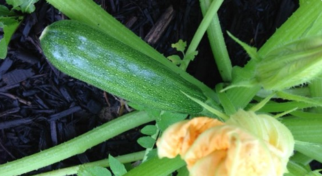 Summer Squash photo courtesy of Gail Hermenau.