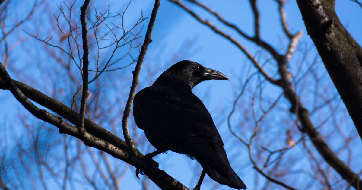 A wild bird example: A Crow