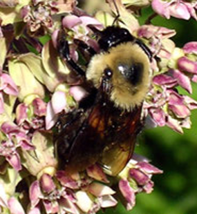 Native bee feasting on common milkweed (Asclepias syriaca)