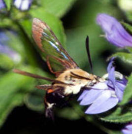 Hummingbird clearwing moth Photo: Doug Tallamy