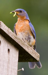 Eastern bluebird with a freshly caught caterpillar.  Photo: Doug Tallamy