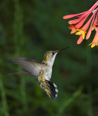 Ruby-throated hummingbird looking for nectar in a native honeysuckle (Lonicera sempervirens)  Photo: Doug Tallamy 