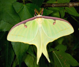 Luna moth, member of the giant silkworm moth family.  Photo: Doug Tallamy 