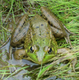 American bullfrog  Photo: Melinda Zoehrer