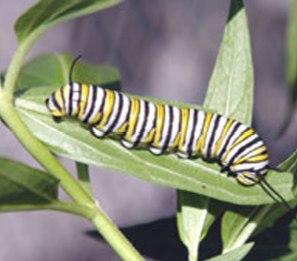 Caterpillars of the monarch butterfly survive only by eating milkweeds (Asclepias sp.)   Photo: John Frett