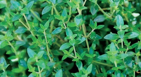 Thyme photo courtesy of Gail Hermenau.