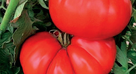 Beefsteak Tomato Photos courtesy of Gail Hermenau.