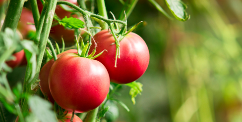 Tomato photo courtesy of Rick Judd