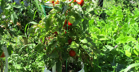 Tomato photo courtesy of Rick Judd