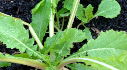 Turnip leaf photo courtesy of Gail Hermenau.