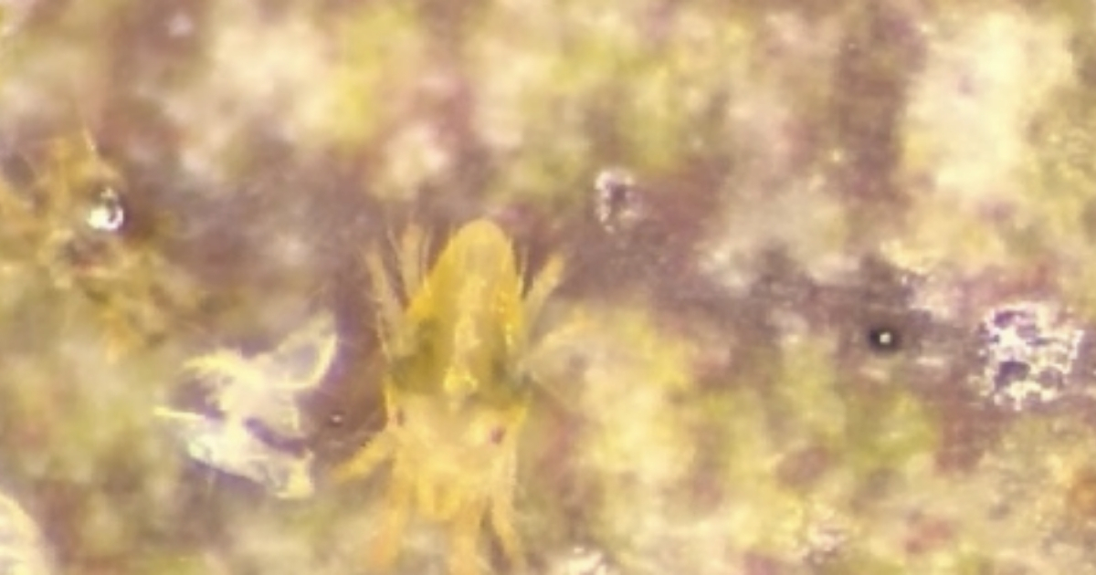 (Figure 6) Adult males are slender and more yellow, with a faded black spot on either side. Photo Credit: Tommy Kramer, Ornamentals IPM Intern, University of Delaware