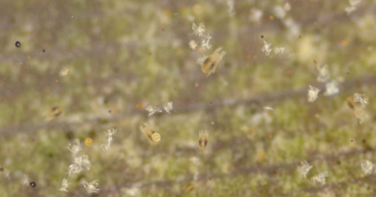 (Figure 7) Adult females are larger, with a dark black spot on each side. Photo Credit: Tommy Kramer, Ornamentals IPM Intern, University of Delaware