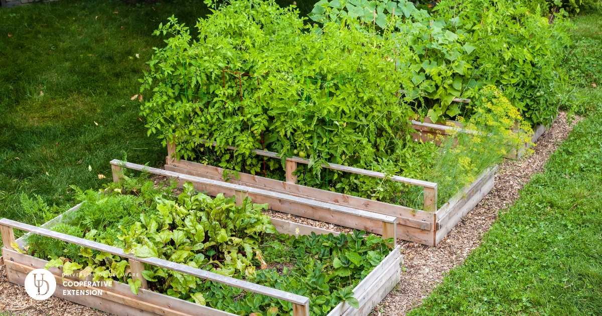 A backyard vegetable garden with raised beds