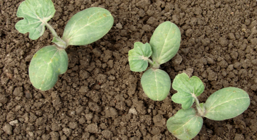 Watermelon plant photo courtesy of Gail Hermenau.