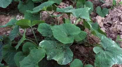 Winter squash photo courtesy of Gail Hermenau.