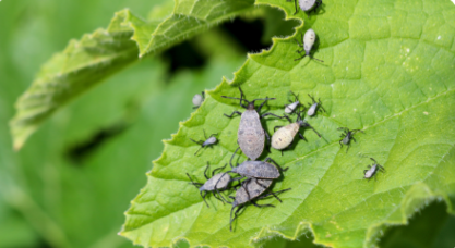 Squash bug photo courtesy of Gail Hermenau.