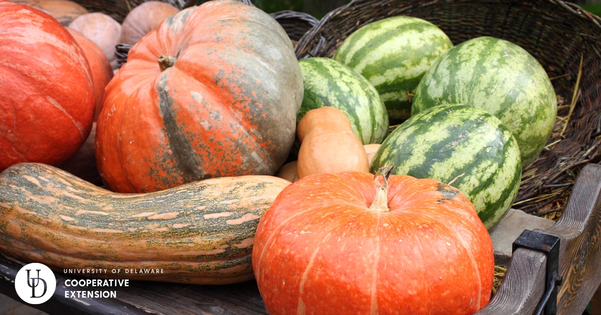 A variety of pumkins and watermelons