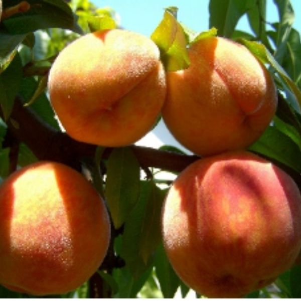 Peaches