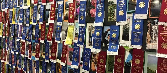 State Fair 4-H Ribbons
