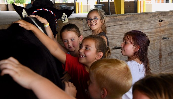 4-H students loving on a dairy cow