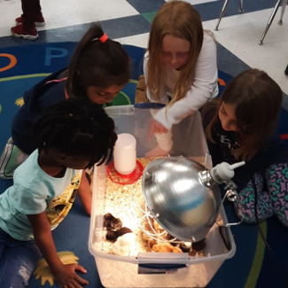 School children check out their new classroom chicks under a heat lamp.