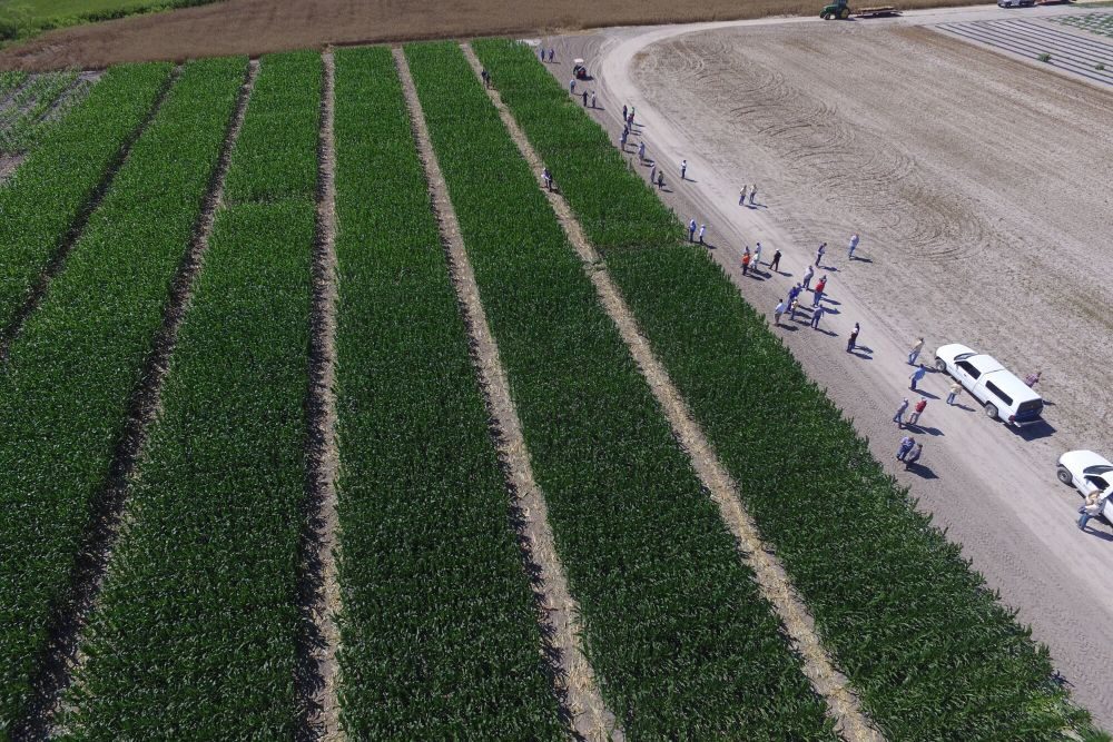 Weed science management field in Sussex County
