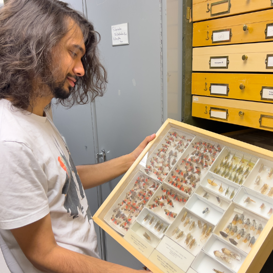 Solomon Hendrix shows off the extensive insect collection available at Townsend Hall.