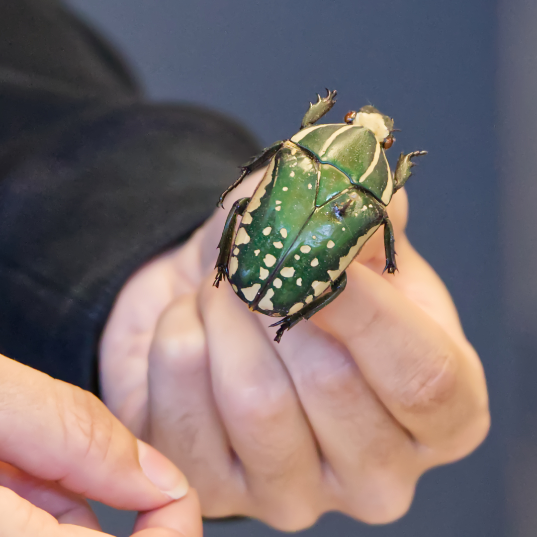 A student holding a beautiful green beetle.