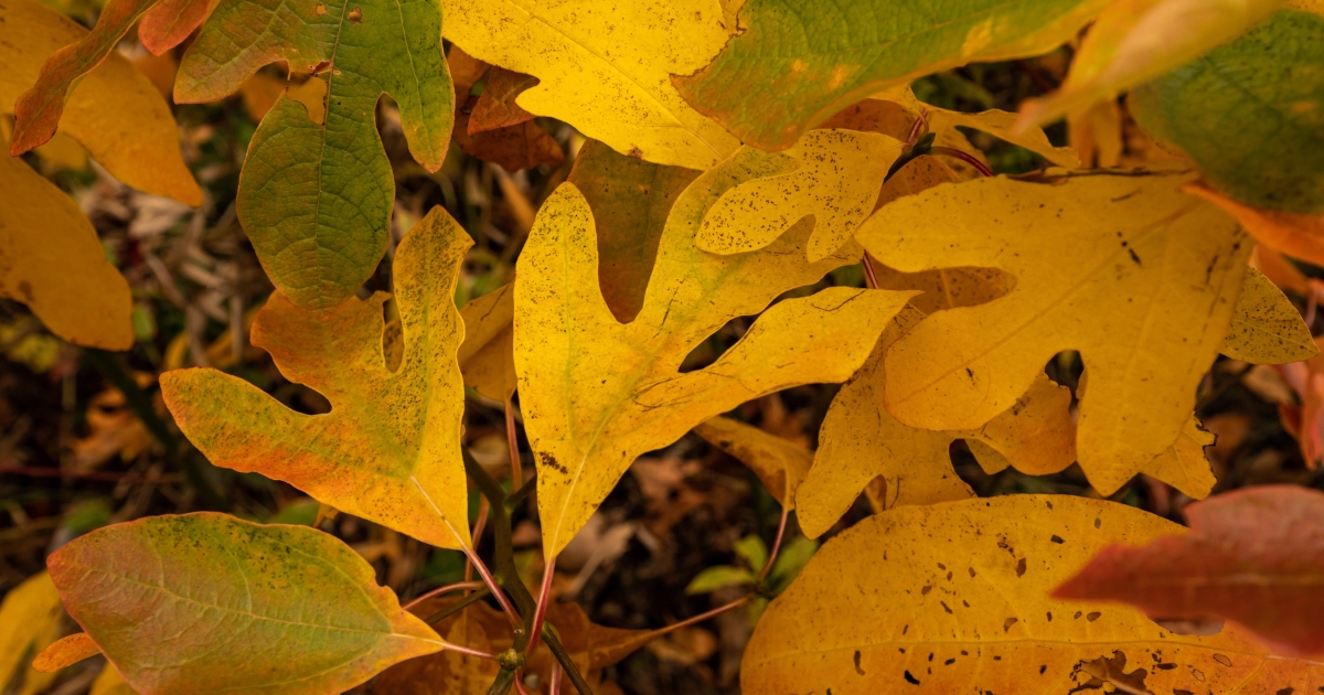 A sassafras tree in the fall.
