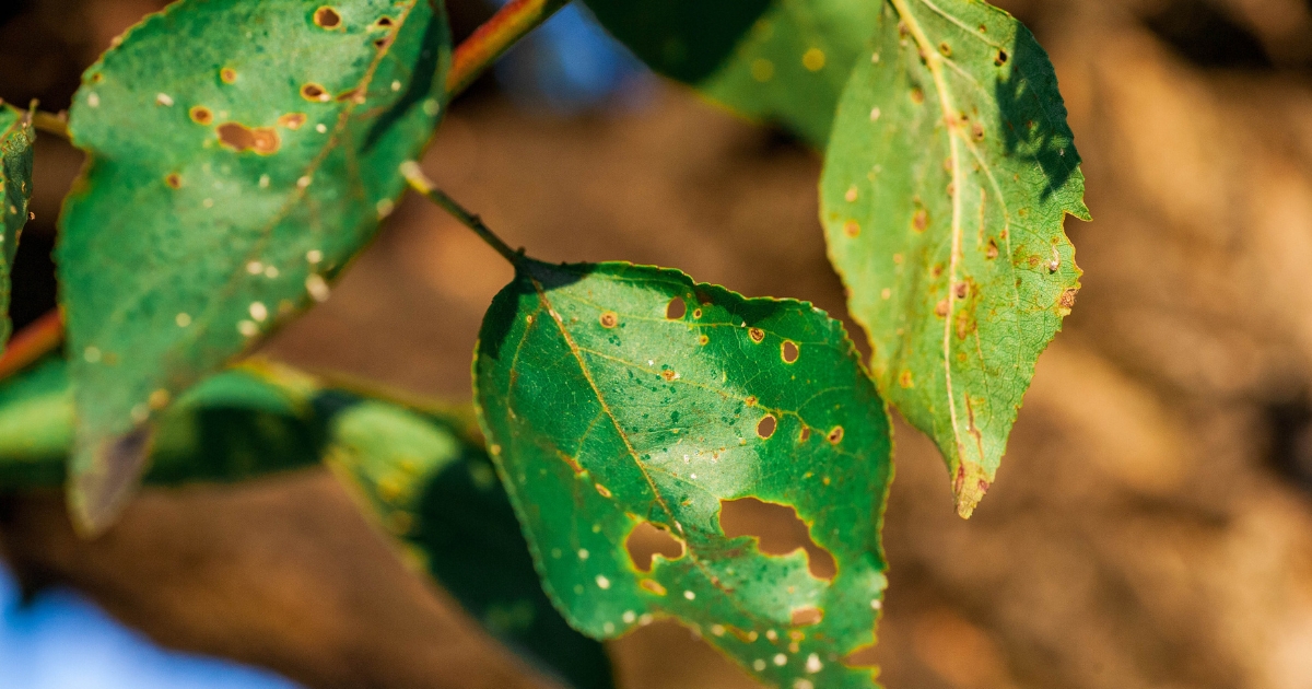 A diseased leaf.