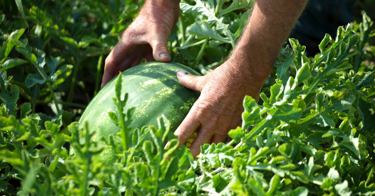 Someone picking a watermelon from the field.